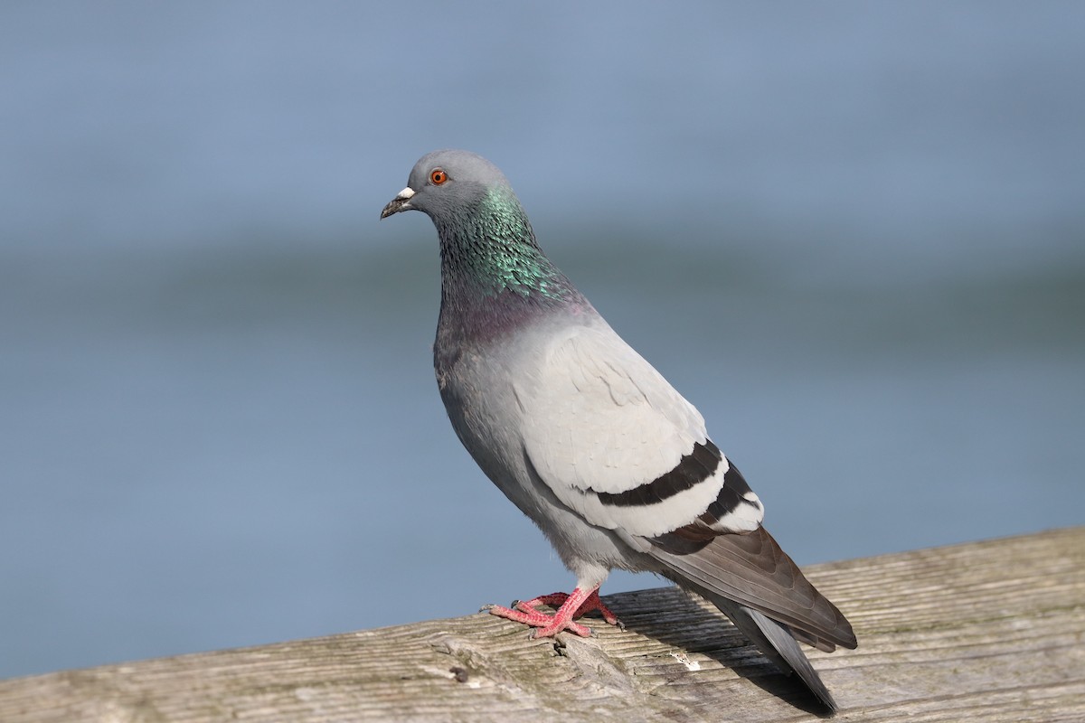 Rock Pigeon (Feral Pigeon) - Drew Chaney