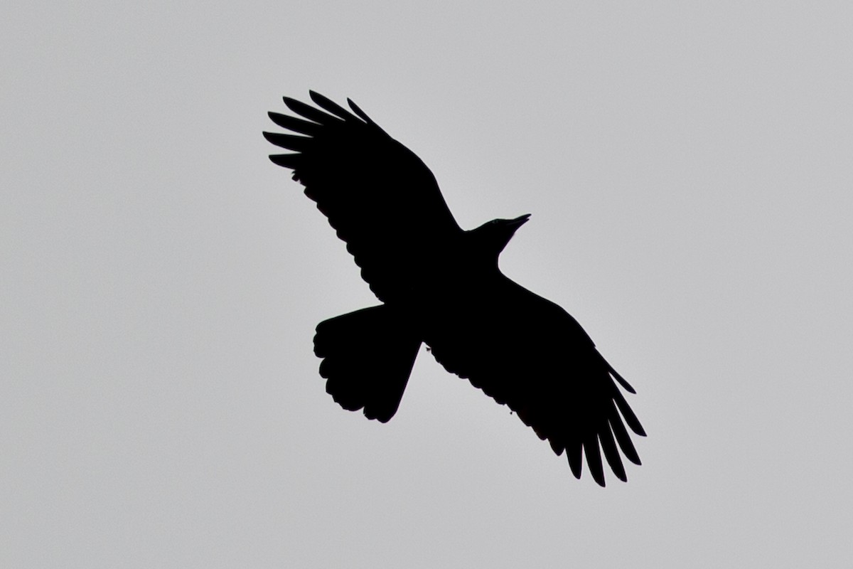 Torresian Crow - Mat Gilfedder