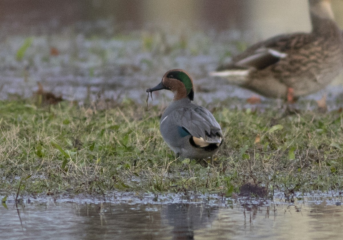 Green-winged Teal - ML124203911