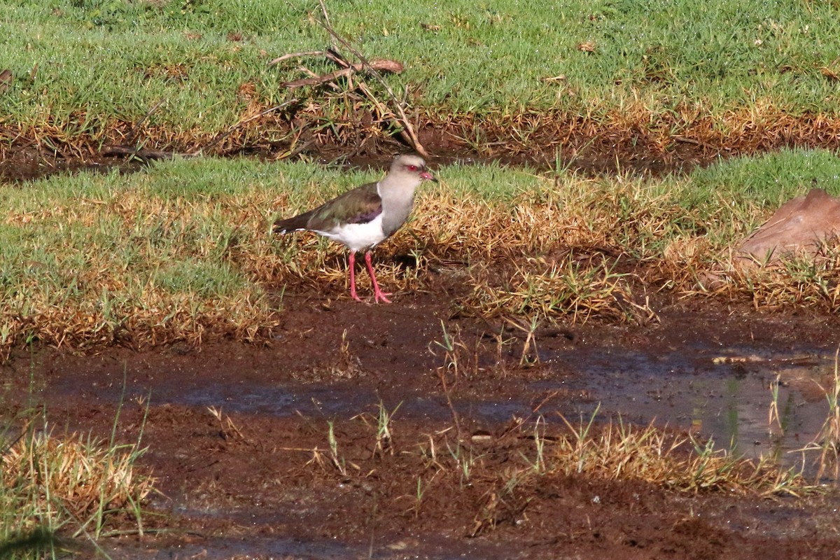 Andean Lapwing - ML124205461