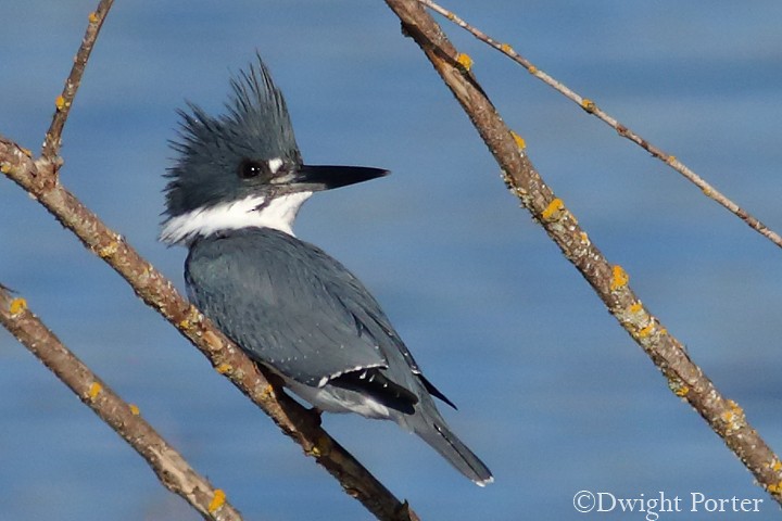 Belted Kingfisher - Dwight Porter