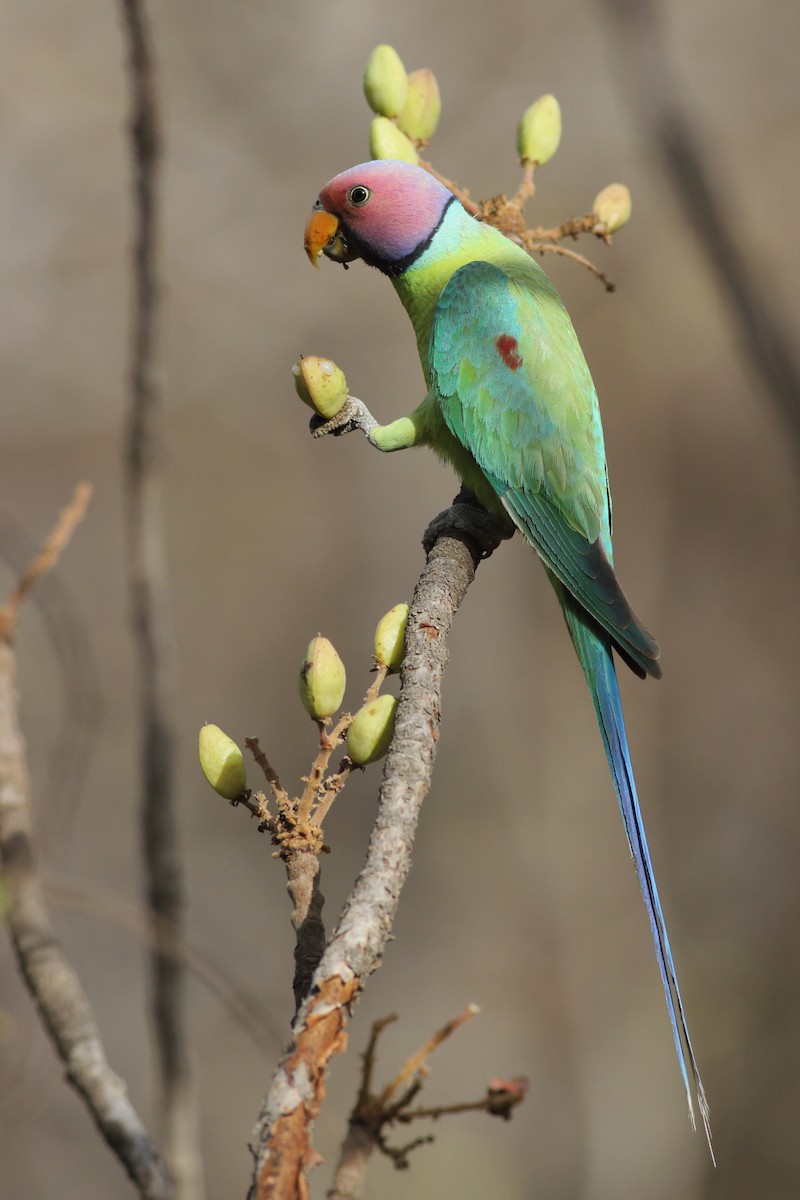 Plum-headed Parakeet - Chinmay Rahane