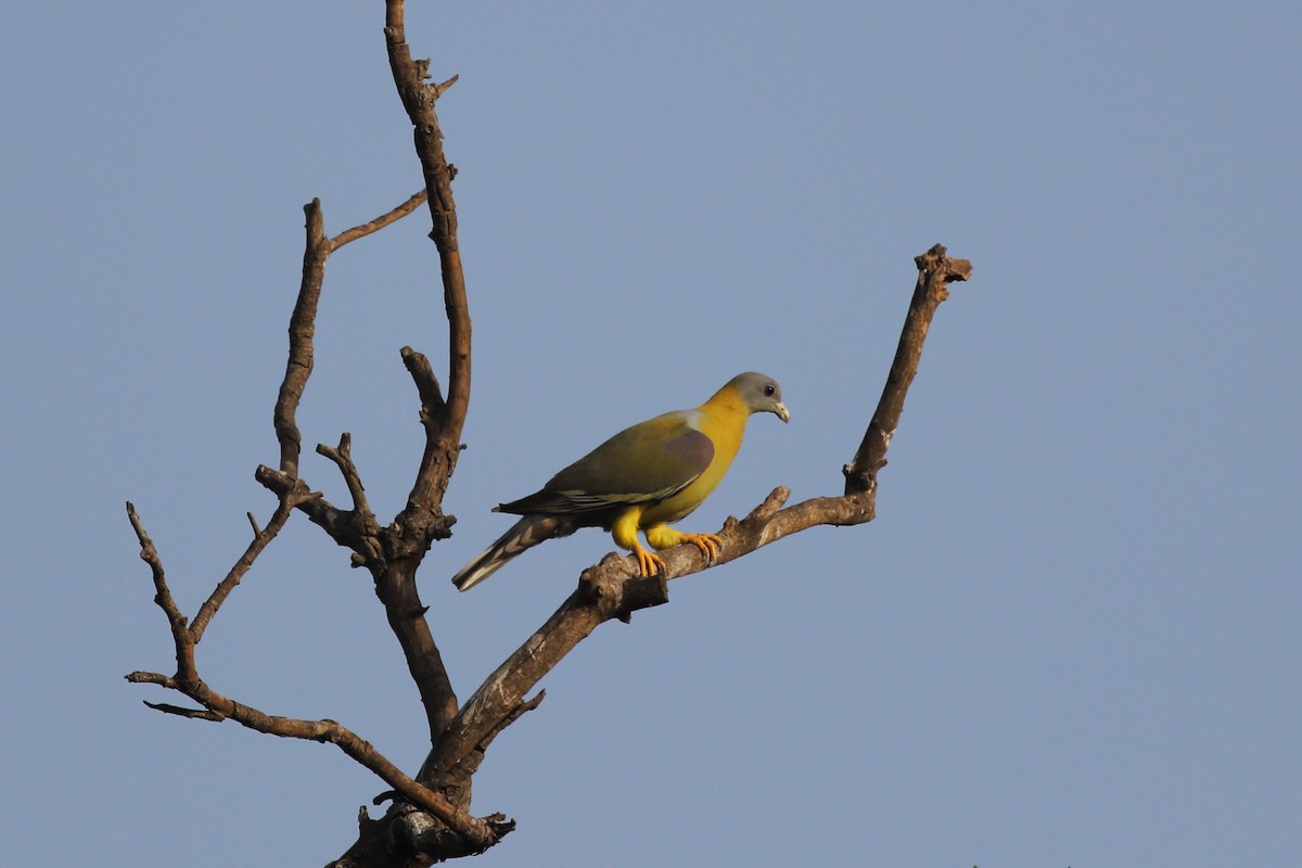 Yellow-footed Green-Pigeon - Chinmay Rahane