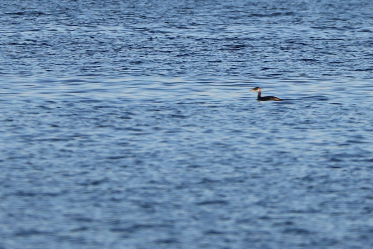 Red-necked Grebe - ML124212011