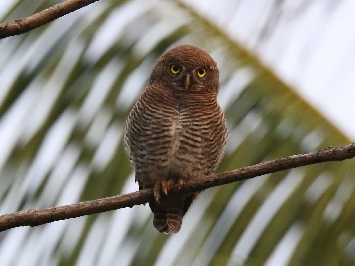 Jungle Owlet - Afsar Nayakkan