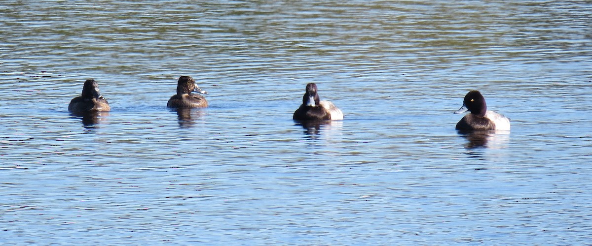 Ring-necked Duck - Marie Furnish