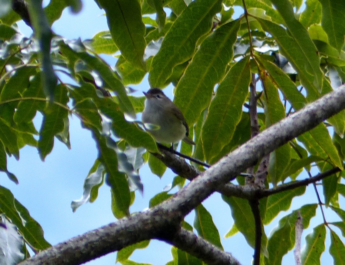 Brown-capped Vireo - Carolyn Wilcox