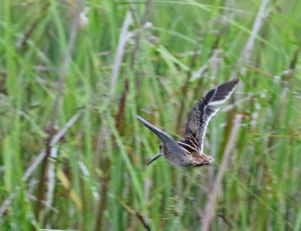 snipe sp. - Dave Bakewell