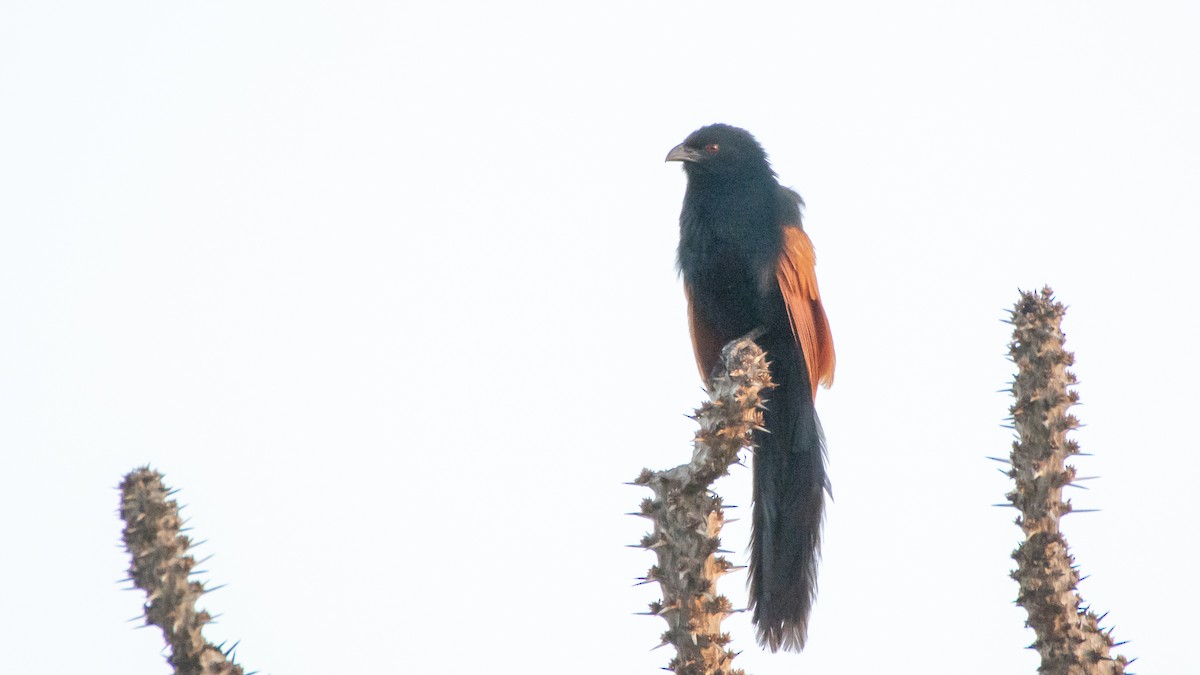 Malagasy Coucal - ML124221911