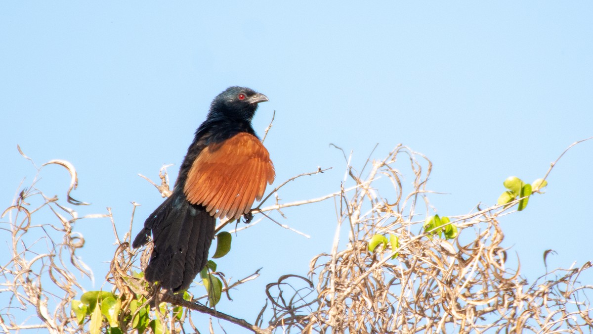 Malagasy Coucal - ML124221921
