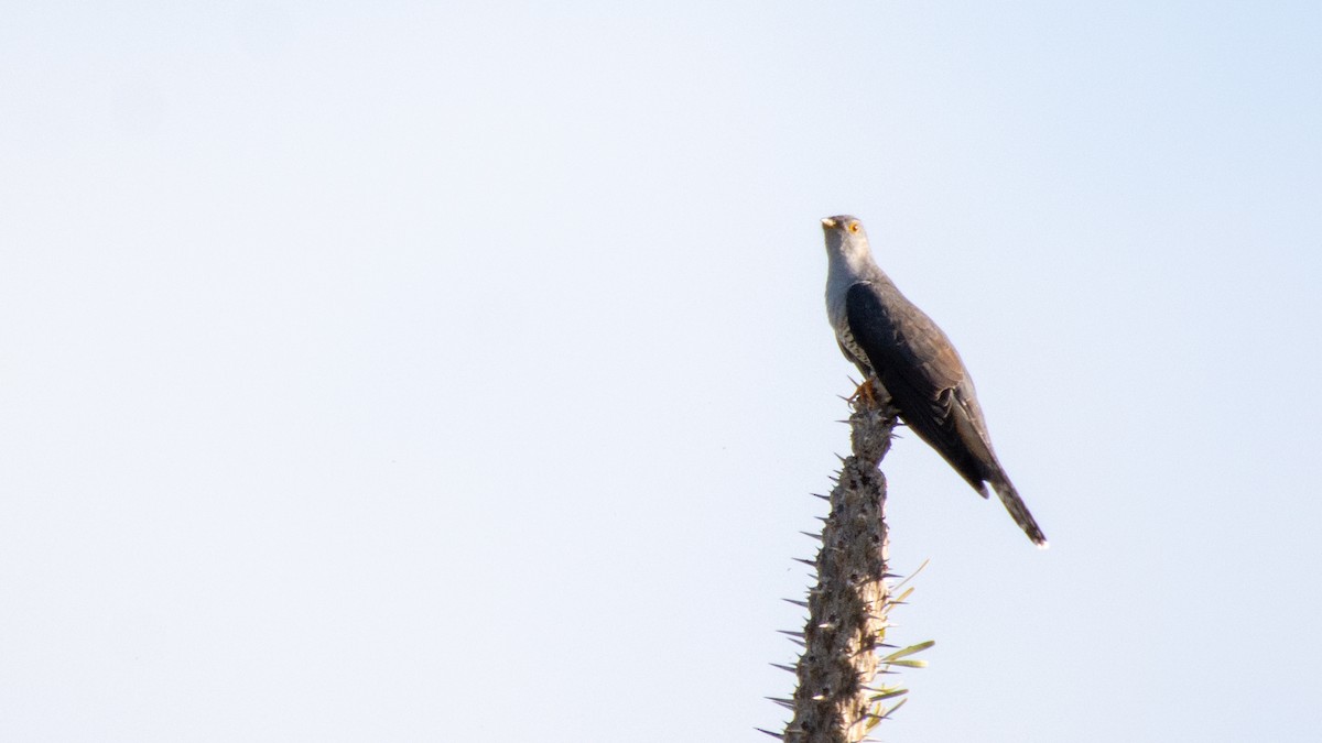 Madagascar Cuckoo - ML124221981