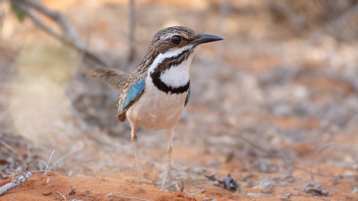 Long-tailed Ground-Roller - ML124222231