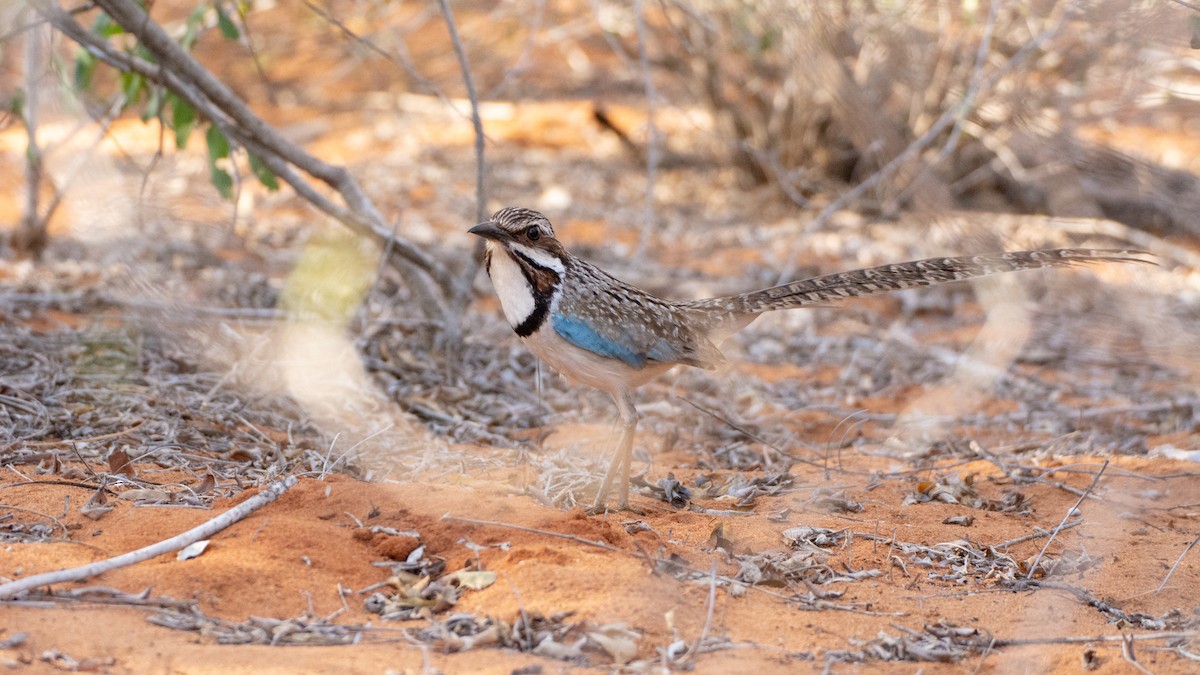 Long-tailed Ground-Roller - ML124222261