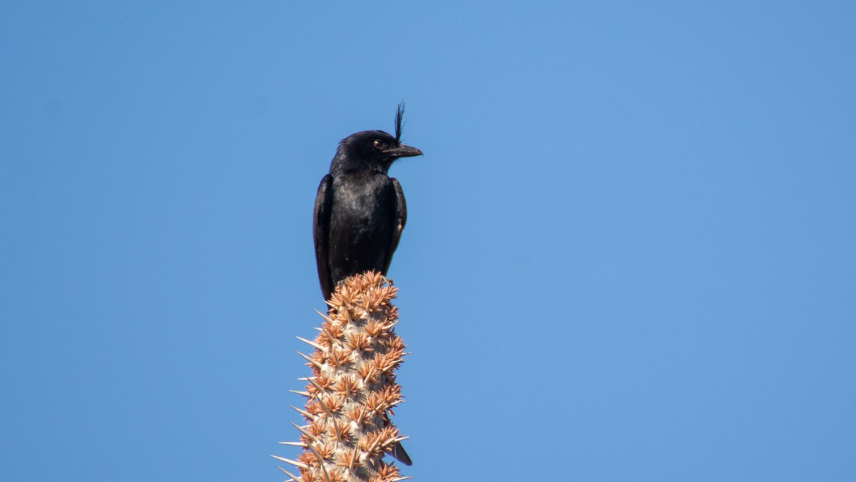 Crested Drongo - ML124222731