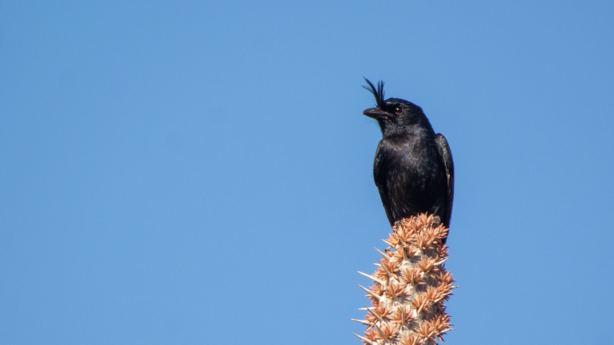 Crested Drongo - ML124222751