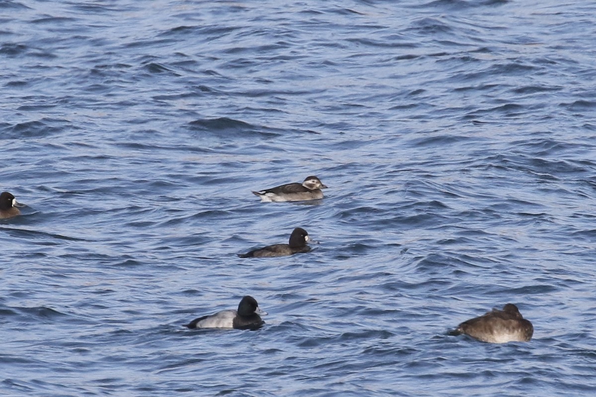 Long-tailed Duck - ML124223281