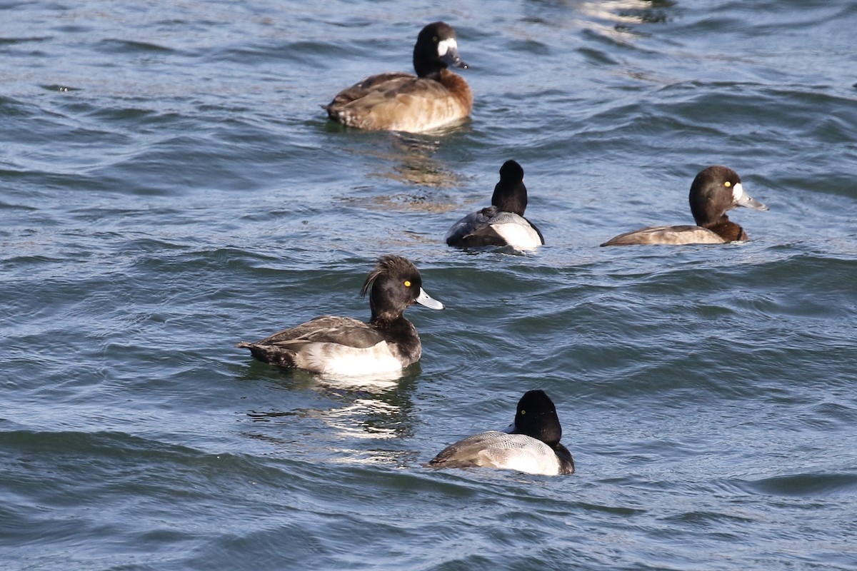 Tufted Duck - ML124223481