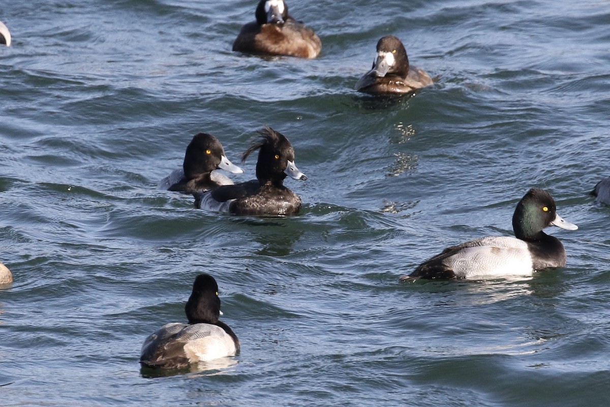Tufted Duck - ML124223681