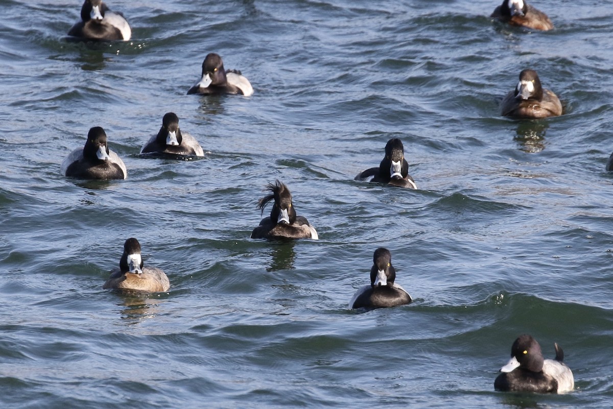 Tufted Duck - ML124223691