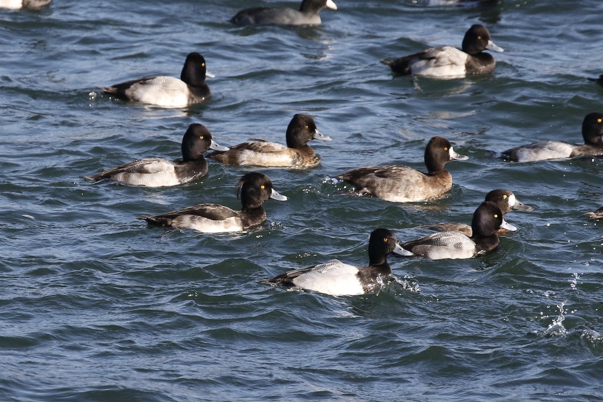 Tufted Duck - ML124223751