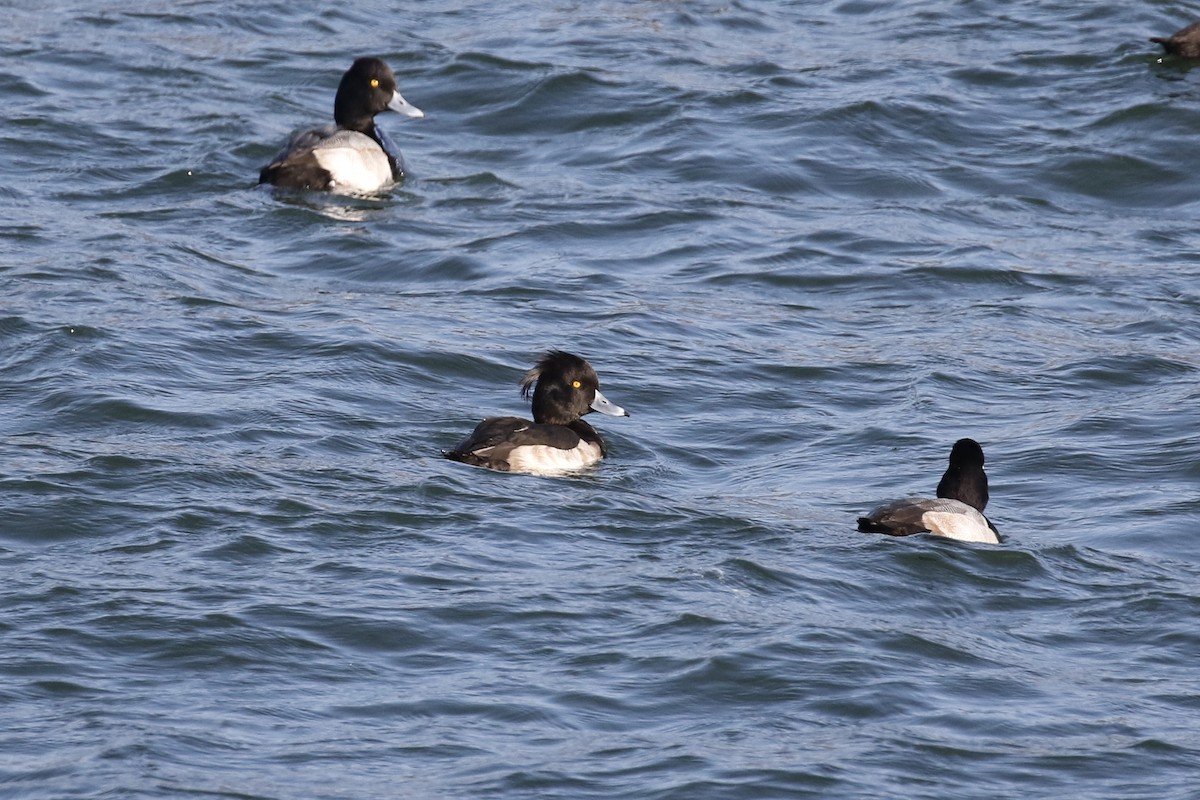 Tufted Duck - ML124223761