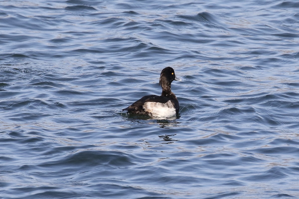 Tufted Duck - ML124223811