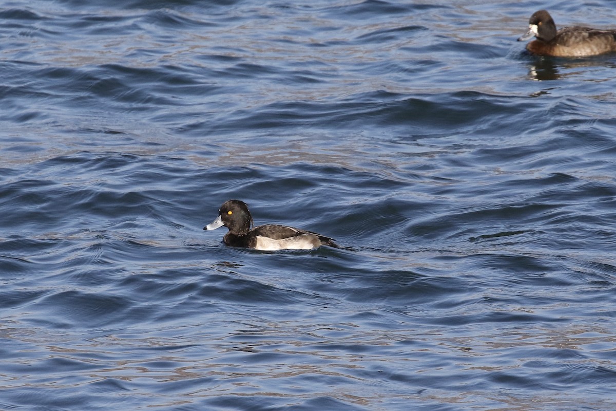 Tufted Duck - ML124223821