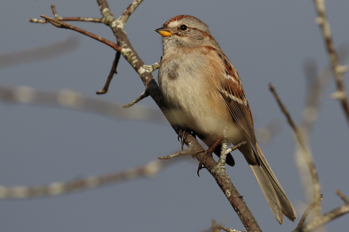 American Tree Sparrow - Blair Dudeck