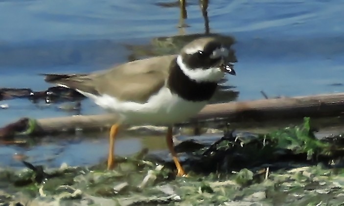 Common Ringed Plover - ML124225121