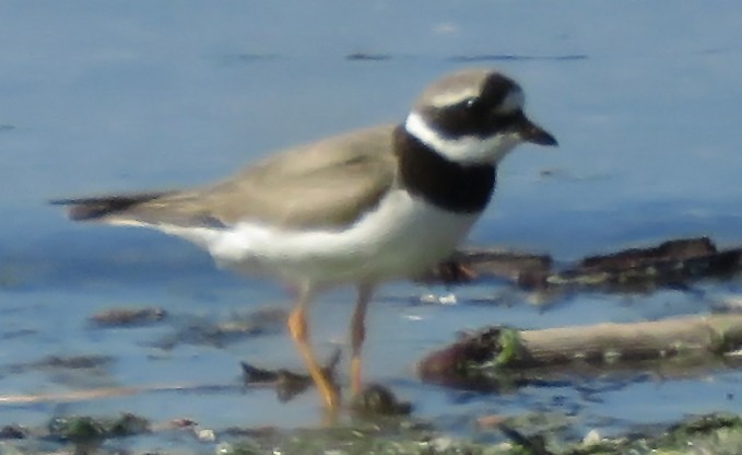 Common Ringed Plover - ML124225171
