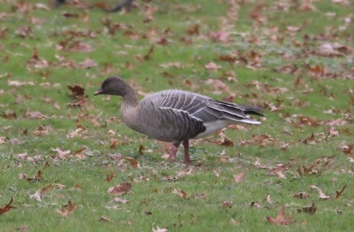 Pink-footed Goose - Tom Smith