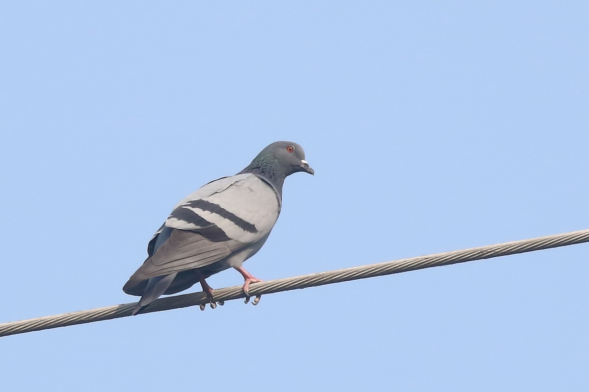 Rock Pigeon (Feral Pigeon) - ML124228951