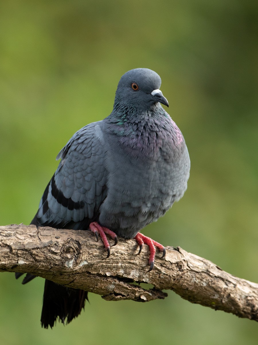 Rock Pigeon (Feral Pigeon) - Subramanya C K