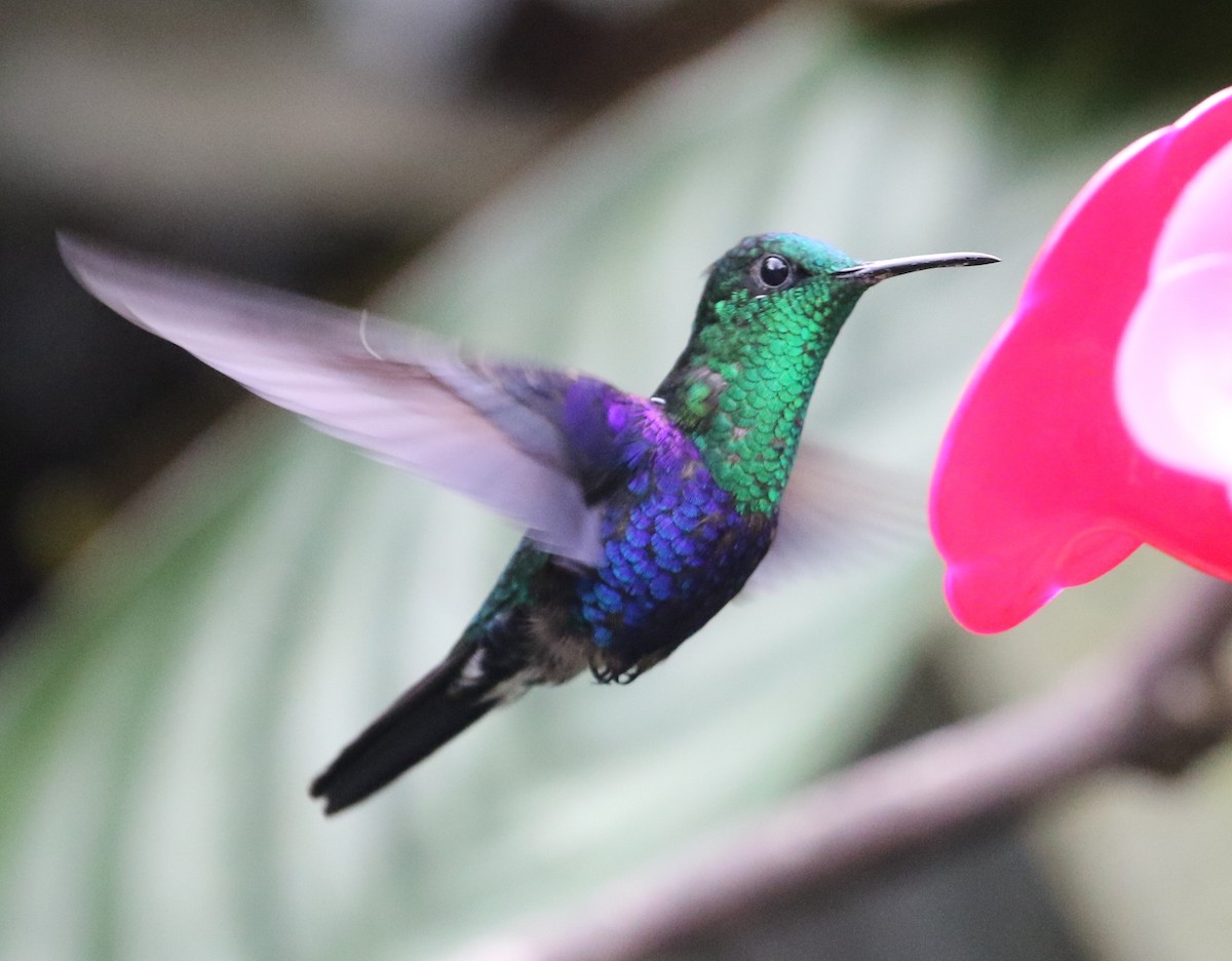 Violet-bellied Hummingbird - Carol Ortenzio