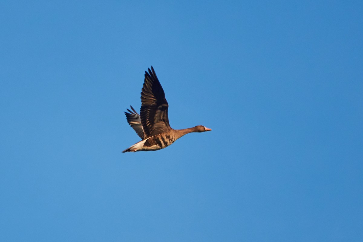 Greater White-fronted Goose - ML124234421