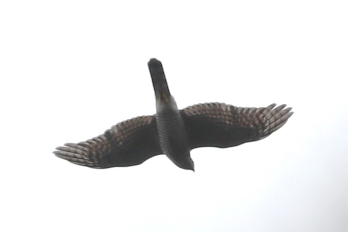 Eurasian Sparrowhawk - Ting-Wei (廷維) HUNG (洪)