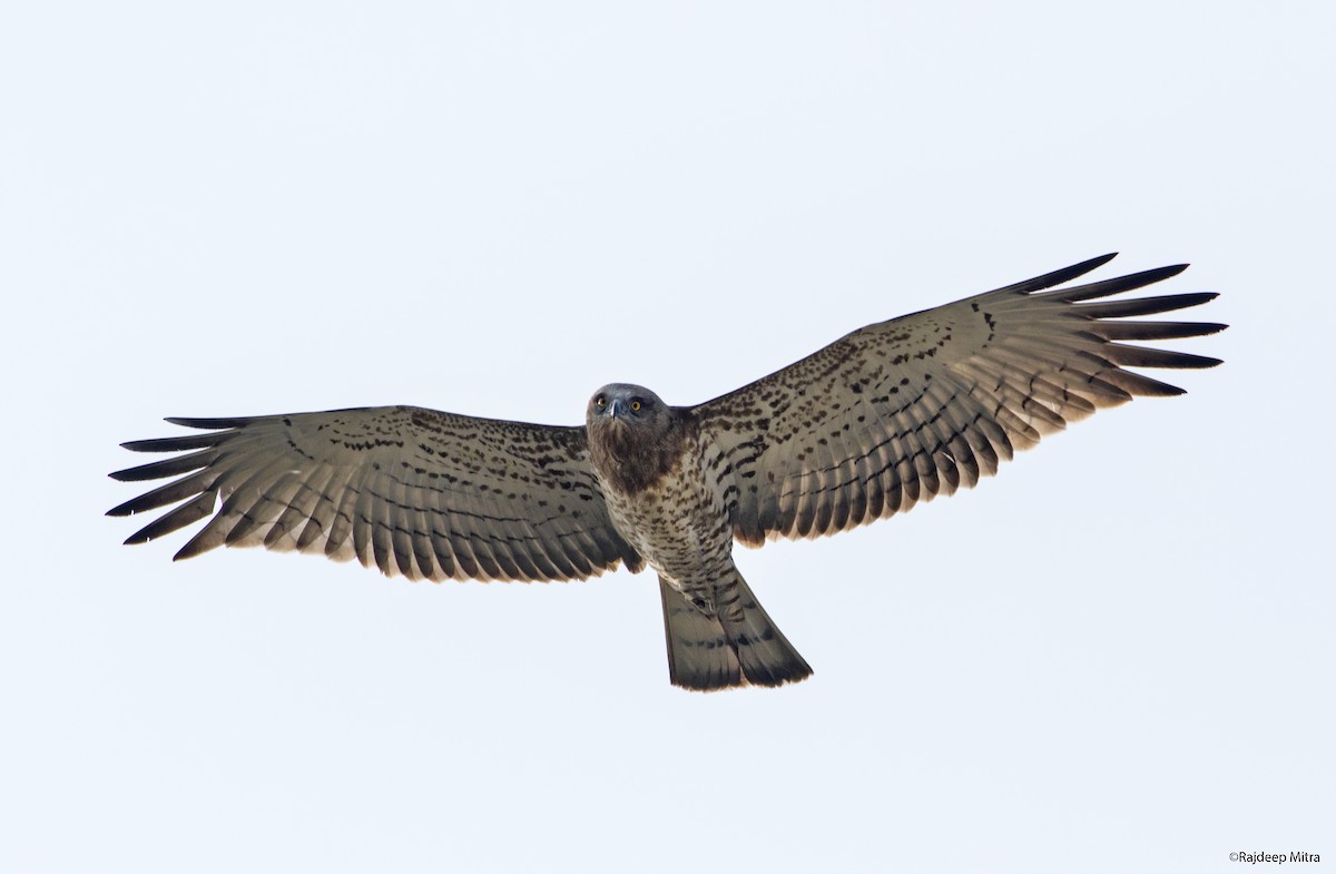 Short-toed Snake-Eagle - Rajdeep Mitra