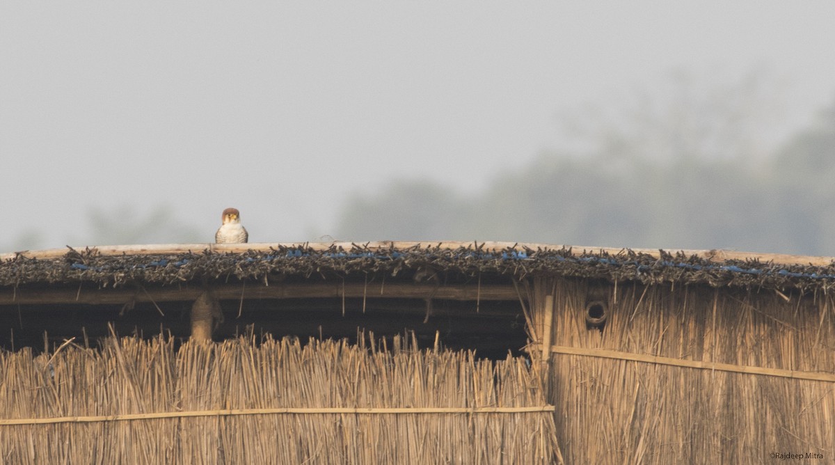 Red-necked Falcon - Rajdeep Mitra