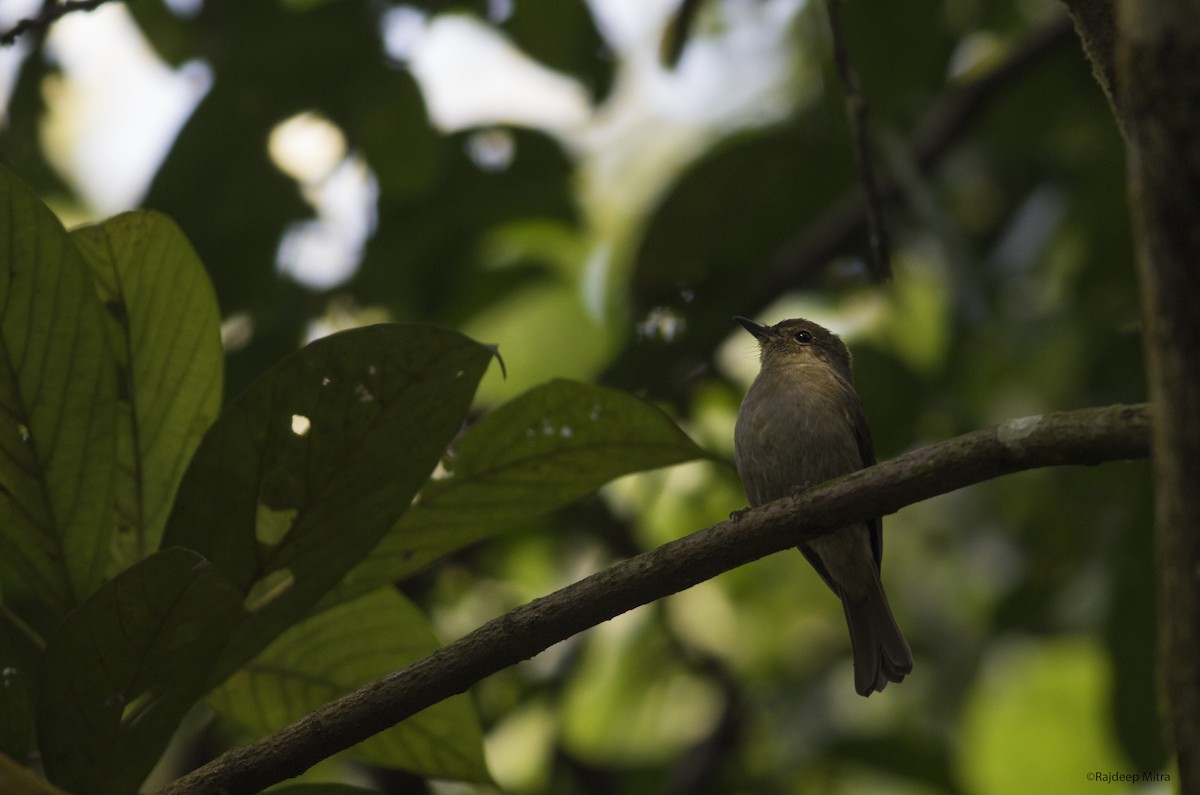 Pale-chinned Flycatcher - ML124239721