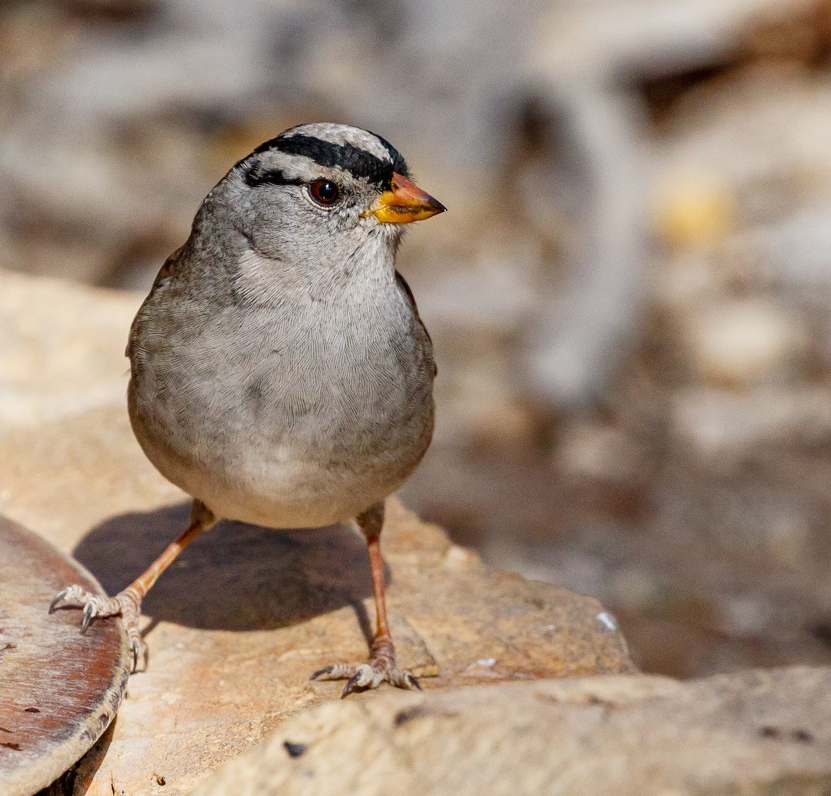 White-crowned Sparrow - ML124240771