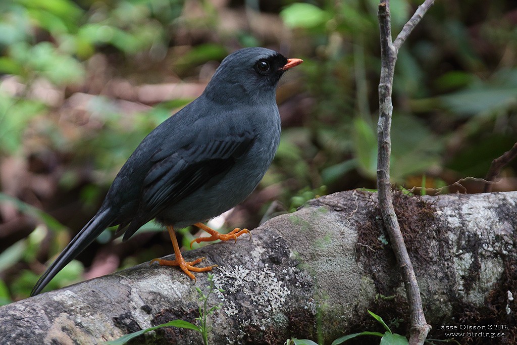 Black-faced Solitaire - ML124242101