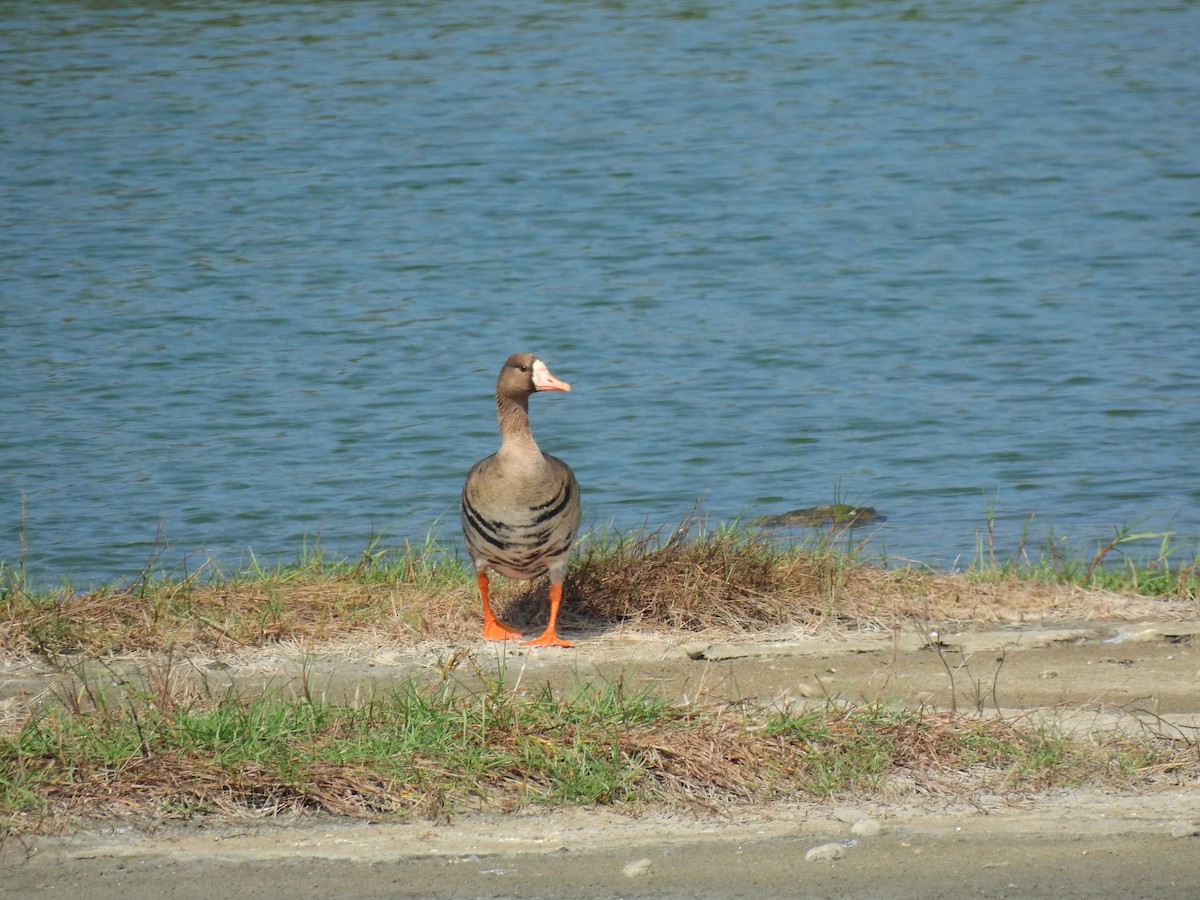 Greater White-fronted Goose - Maggie Chen
