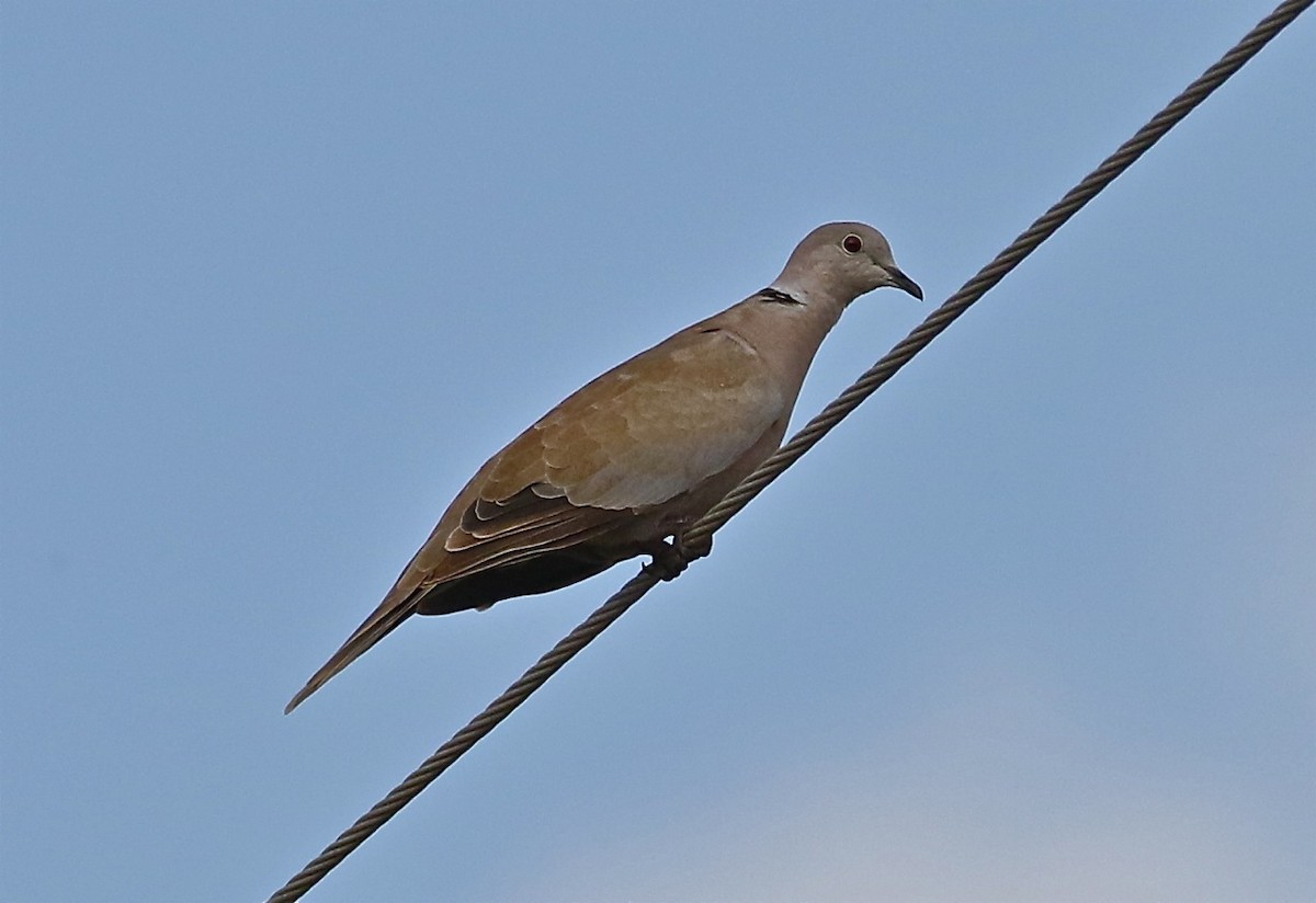 Eurasian Collared-Dove - Bill Hill