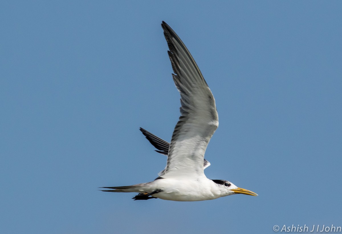 Great Crested Tern - ML124252541