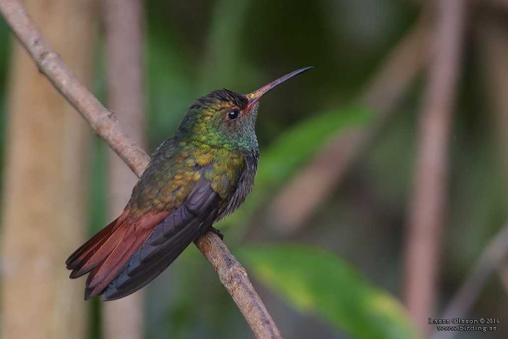 Rufous-tailed Hummingbird - Lasse Olsson