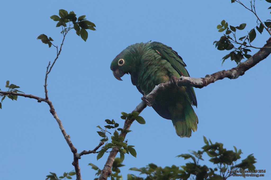 Mealy Parrot (Southern) - ML124254581