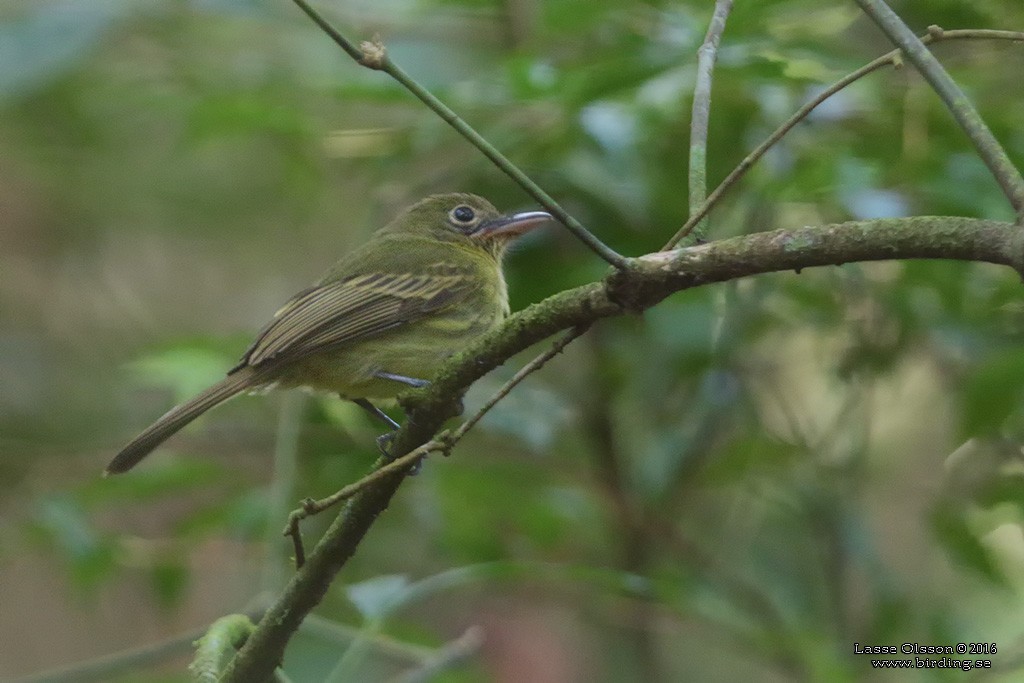 Western Olivaceous Flatbill - ML124254851
