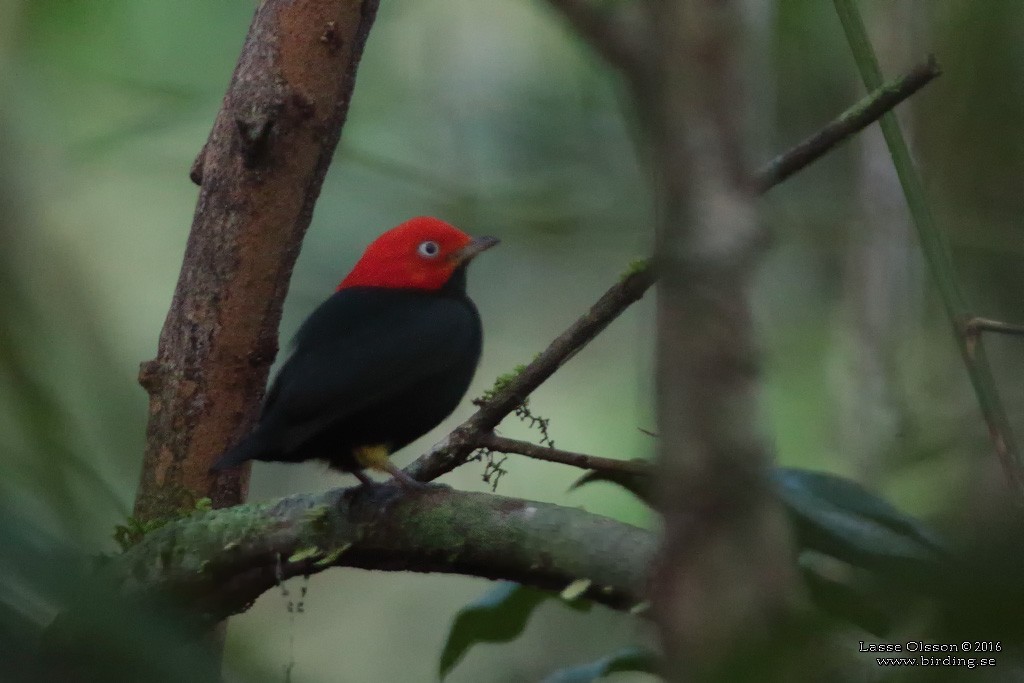 Red-capped Manakin - ML124254941