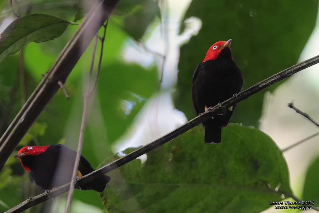 Red-capped Manakin - ML124254951