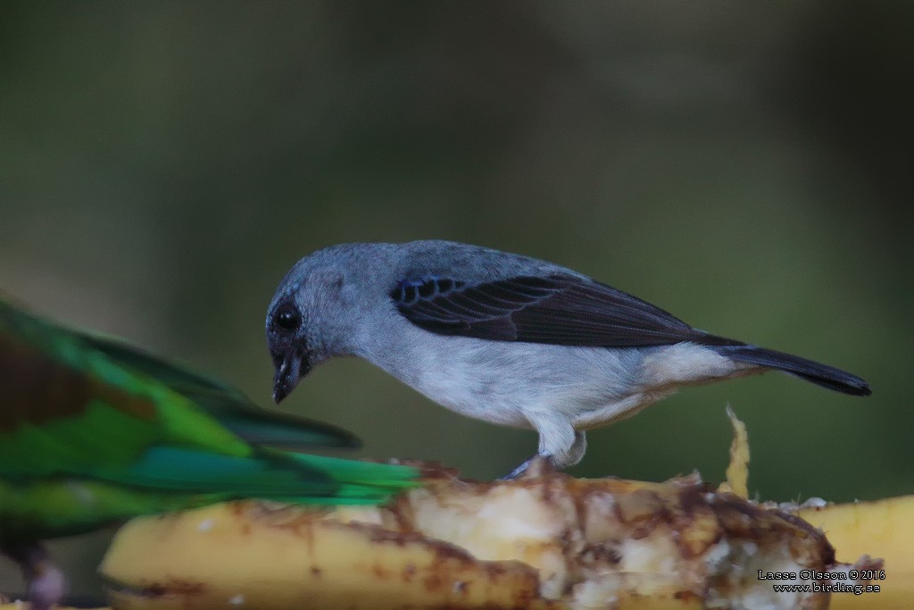 Plain-colored Tanager - ML124254981